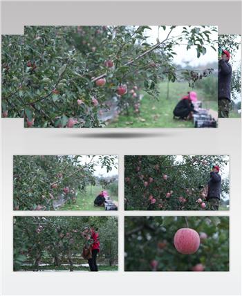 黄土高波红富士苹果树果园特产水果视频素材