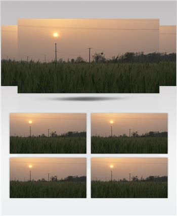 农村傍晚田野电线杆夕阳太阳小麦