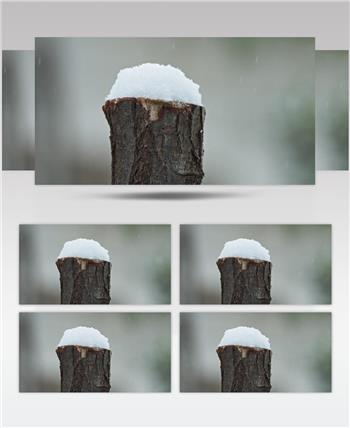 冬天冬季下雪树桩上的积雪