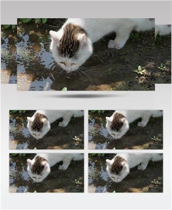 春天一只流浪猫喝雨水狸花猫