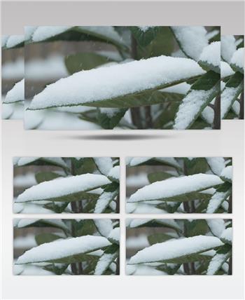 冬天冬季下雪植物树叶积雪