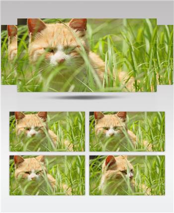春天草丛中的流浪猫橘猫狸花猫