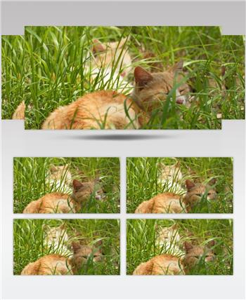 春天草丛中一对流浪猫橘猫