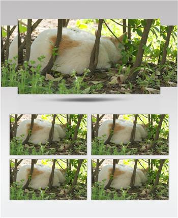 春天在树林中午睡的流浪猫