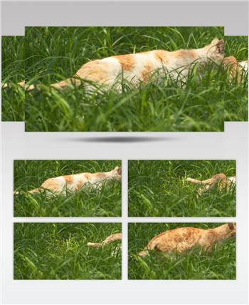 春天草丛里两只流浪猫橘猫