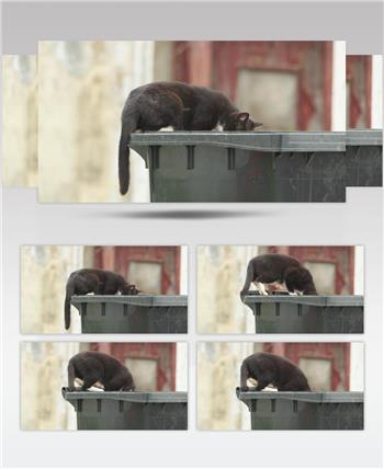 流浪猫在垃圾桶里寻找食物