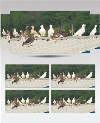 夏天屋顶农民饲养散养肉鸽子