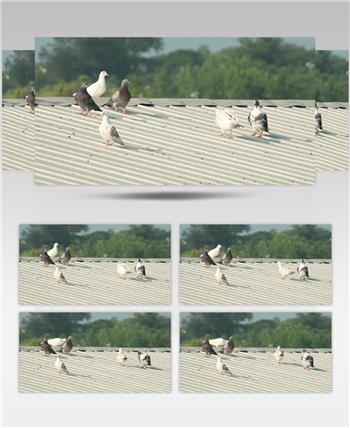夏天农民饲养的鸽子和平屋顶