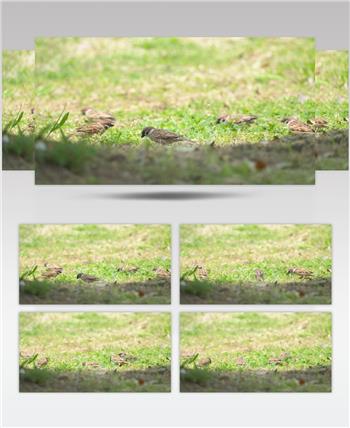 春天一群麻雀在草丛草坪觅食