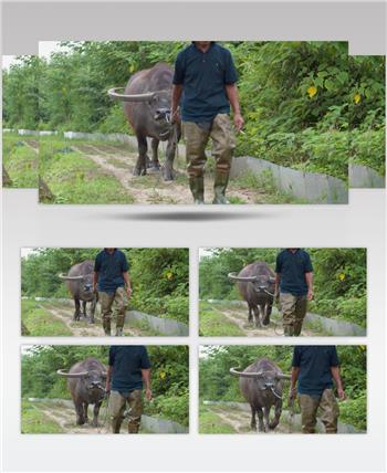 农村农民伯伯牵着亚洲水牛