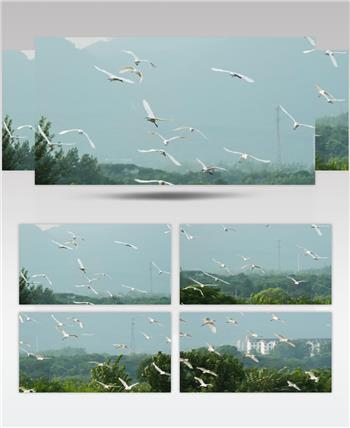 一群白鹭在天空翱翔飞翔升格