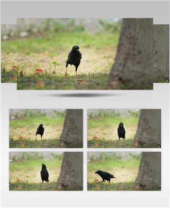 春天森林草丛中的八哥乌鸦