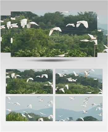 一群天空飞翔的白鹭翱翔升格