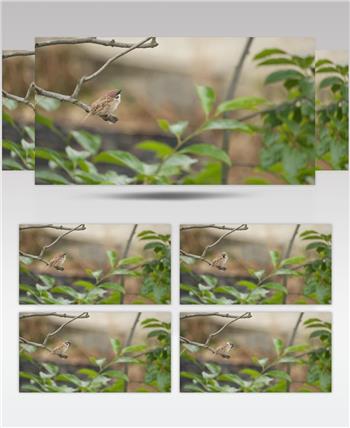 春天柿子树枝头的小鸟麻雀