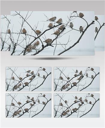 冬天枯树枝头一群麻雀小鸟