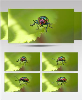 漂亮彩色昆虫绿缘扁角甲虫