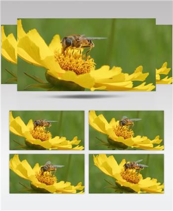 春天金鸡菊花朵蜜蜂采蜜昆虫
