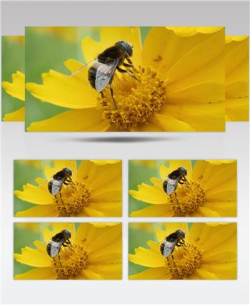 春天金鸡菊花朵蜜蜂采蜜蚜蜂