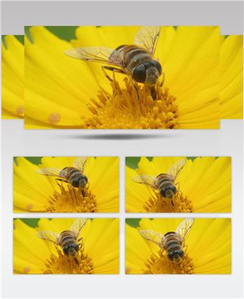 春天蜜蜂采蜜微距特写金鸡菊