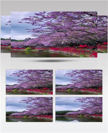 实拍湖泊边鲜花盛开景象