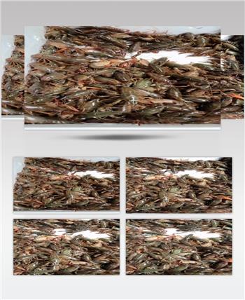 高清晰实拍小龙虾素材