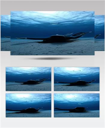 实拍水中潜水特技视频素材