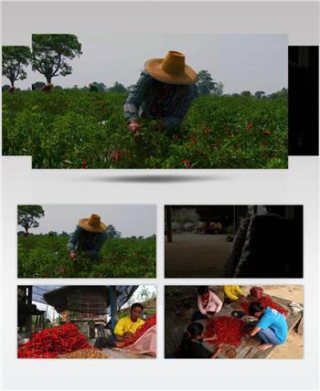 红辣椒 种植 收获 晾晒干