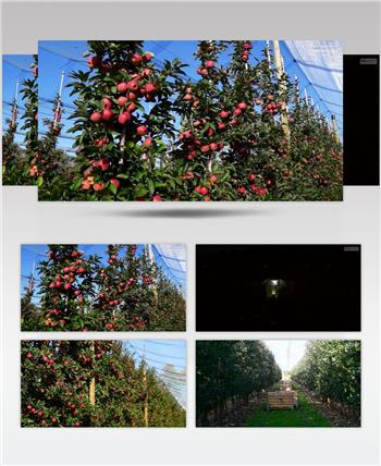 苹果园 收获 丰收 采摘 苹果农场