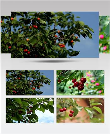 樱桃挂果成熟樱桃果实镜头