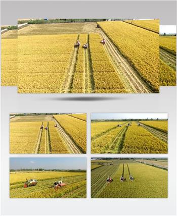 秋季农机收割水稻航拍实拍高清视频