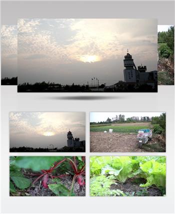 白菜 萝卜 自行车 葱 小草 4K 超清 视频