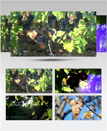 葡萄园葡萄成熟果树水果