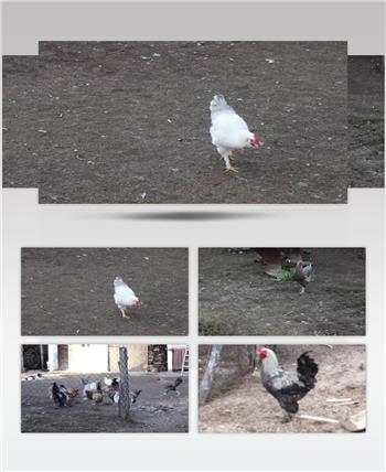 土鸡放养觅食养殖业