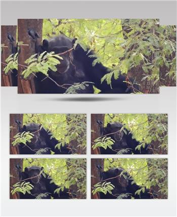 实拍动物园黑猩猩觅食视频