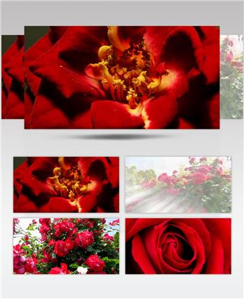 美丽 盛开 玫瑰 花朵 花蕾 特写