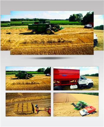 航拍 农场 小麦 机械化 收获 丰收