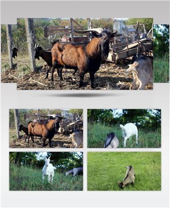 山羊放养山坡吃草放牧