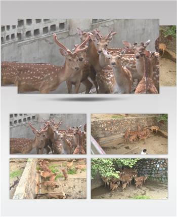人工饲养鹿实拍高清视频