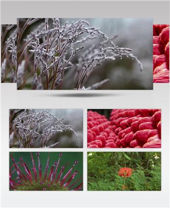 植物 微距 拍摄 昆虫 花卉 菌类 生长