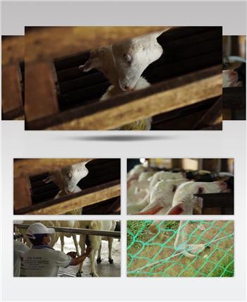 休闲农场动物羊群养殖场农业