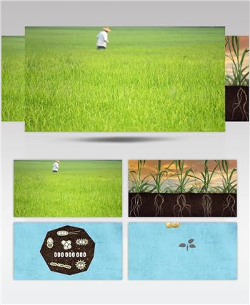 农业化肥施肥植物营养吸收植物根部