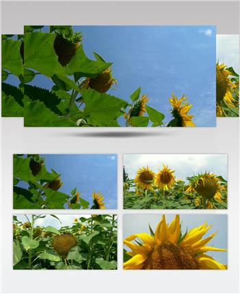 向日葵 太阳花 自然 风光 植物 农场