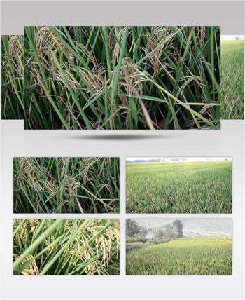 水稻大米田地4K超清视频