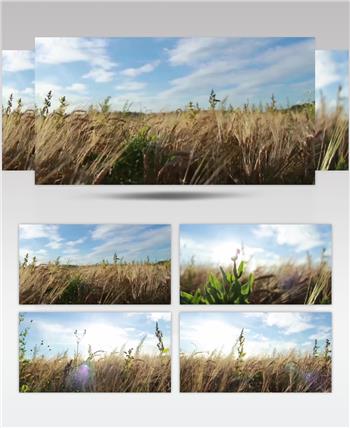 阳光下草丛唯美企业向使用元素视频素材