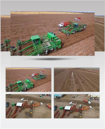 农业生产 土豆收获