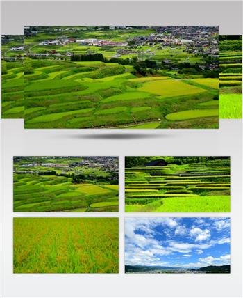 唯美初秋金色稻田风光