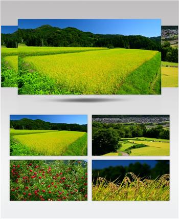 金秋唯美水稻梯田景色