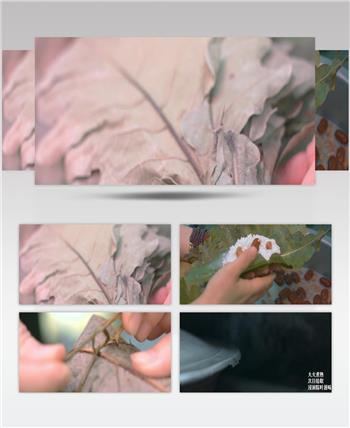 粽子包粽子特写糯米食品节日食品