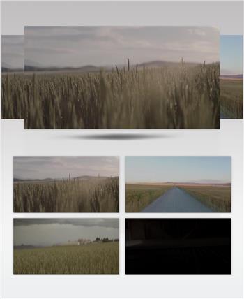 小麦收获季节粮食丰收农业实拍背景视频