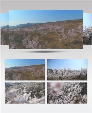 航拍陕北杏花开满山视频